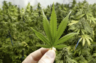 Asociaciones cannábicas: qué son y cómo hacerse socio